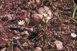 Image of lanceleaf springbeauty