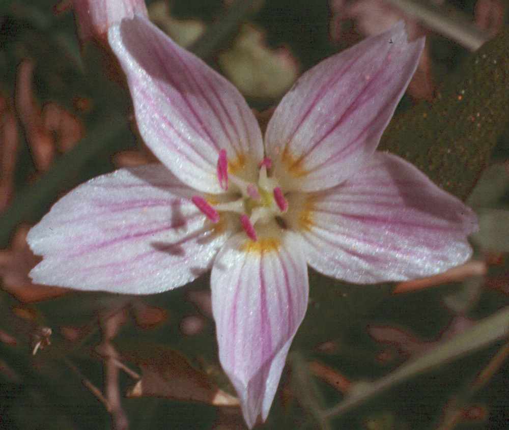 Image of lanceleaf springbeauty