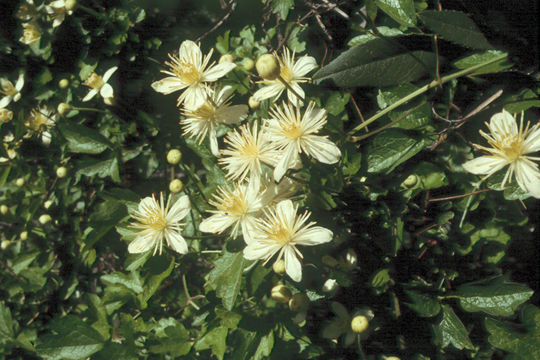 Image of western white clematis