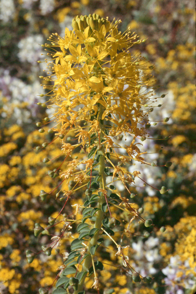 Image of <i>Cleome lutea</i>