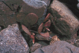 Claytonia umbellata S. Wats. resmi