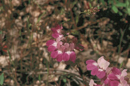 Image of purple Chinese houses