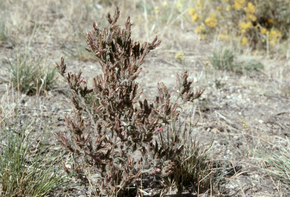 صورة Cordylanthus kingii subsp. helleri (Ferris) T. I. Chuang & L. R. Heckard