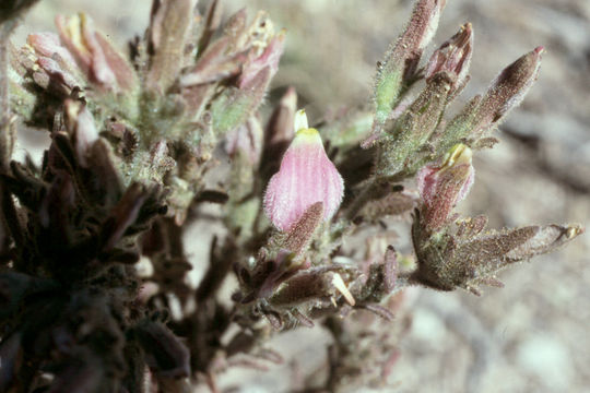 Image of Heller's bird's-beak