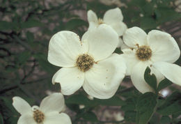 Image of Pacific dogwood