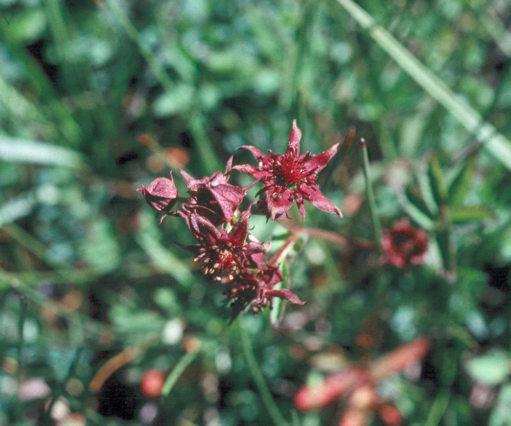 Image of Comarum palustre L.