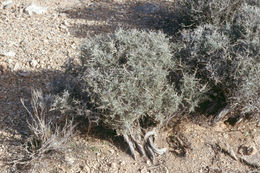 Image of blackbrush