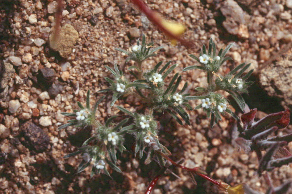 صورة <i>Cryptantha circumscissa</i>