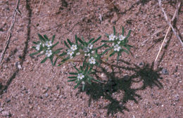 Image of <i>Cryptantha circumscissa</i>