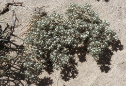 صورة <i>Cryptantha circumscissa</i>