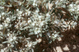 صورة <i>Cryptantha circumscissa</i>