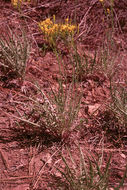 Image of limestone hawksbeard