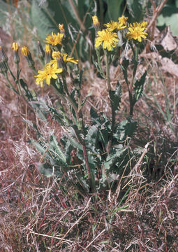 Image of largeflower hawksbeard