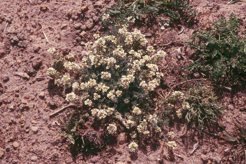 Sivun Cusickiella douglasii (A. Gray) Rollins kuva