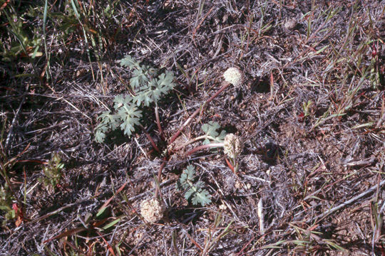 Image of globe springparsley