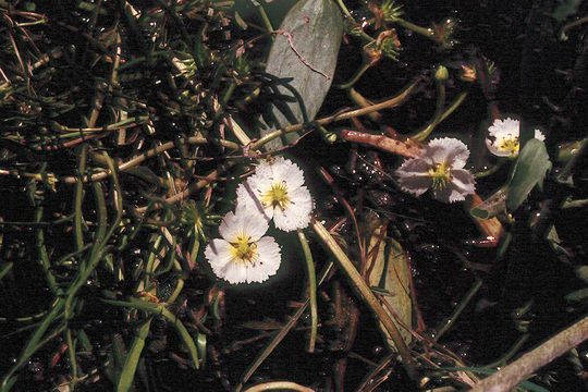 Image of California damsonium