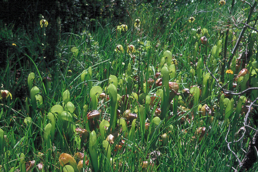 Image of California pitcherplant