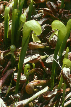 Image of California pitcherplant