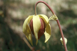 Image of California pitcherplant