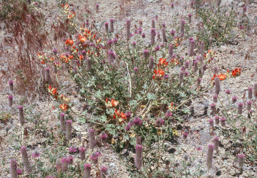 Image of Blue Mountain Prairie-clover