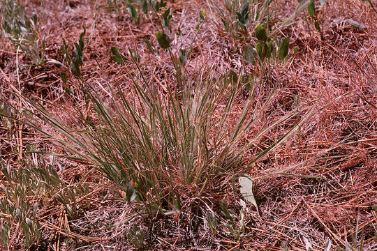 Danthonia unispicata (Thurb.) Munro ex Macoun的圖片