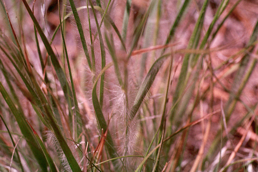 Image de Danthonia unispicata (Thurb.) Munro ex Macoun