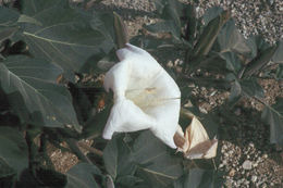 Imagem de Datura wrightii Hort. ex Regel