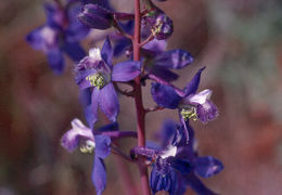 Image of Anderson's larkspur