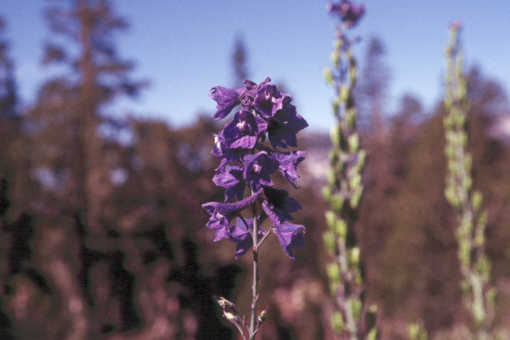 Sivun Delphinium glaucum S. Wats. kuva