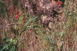 Image of red larkspur