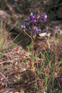 Image of twolobe larkspur