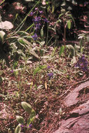 Image of twolobe larkspur