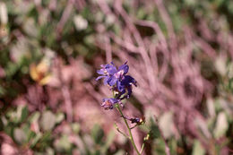 Image of twolobe larkspur