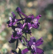 Image of twolobe larkspur