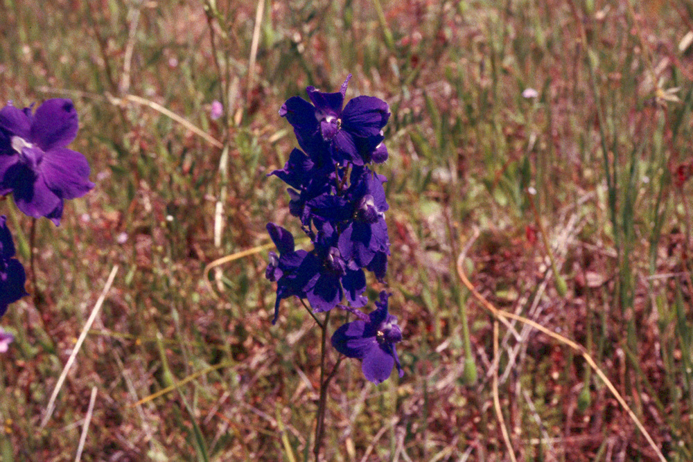 Image of royal larkspur