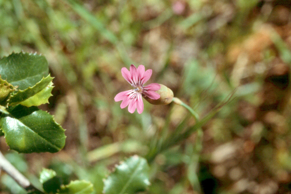 صورة Petrorhagia dubia (Raf.) G. López González & Á. M. Romo