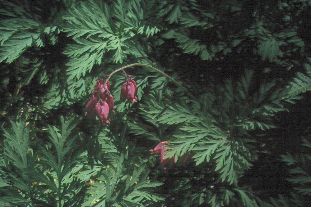 Image of Pacific bleeding heart