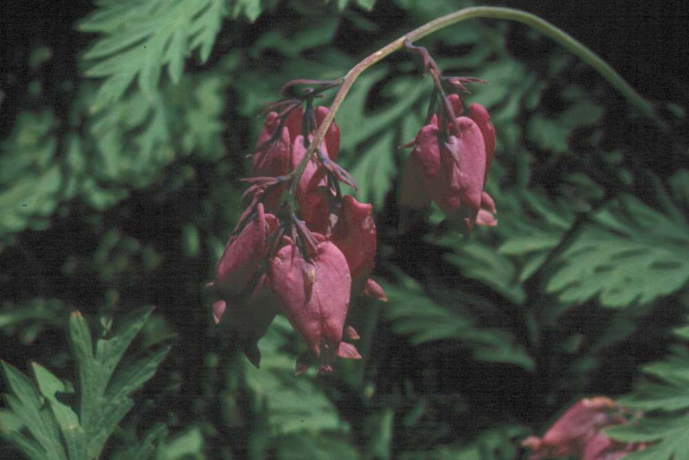 Image of Pacific bleeding heart