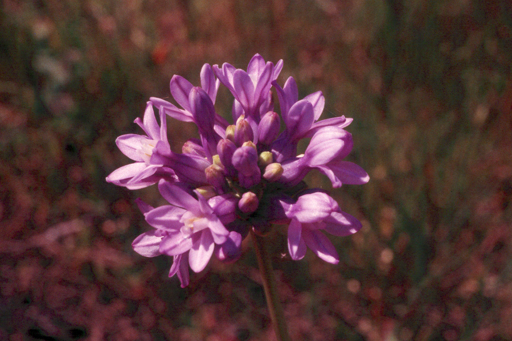 Sivun Dichelostemma multiflorum (Benth.) A. Heller kuva