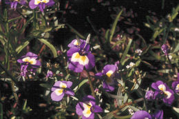 Image de Downingia bicornuta A. Gray