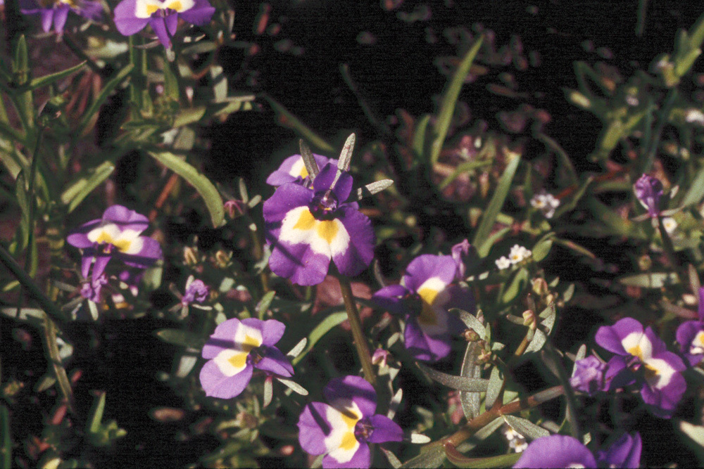 Image of doublehorn calicoflower