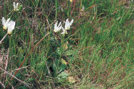 Image of <i>Primula clevelandii</i> var. <i>patula</i>