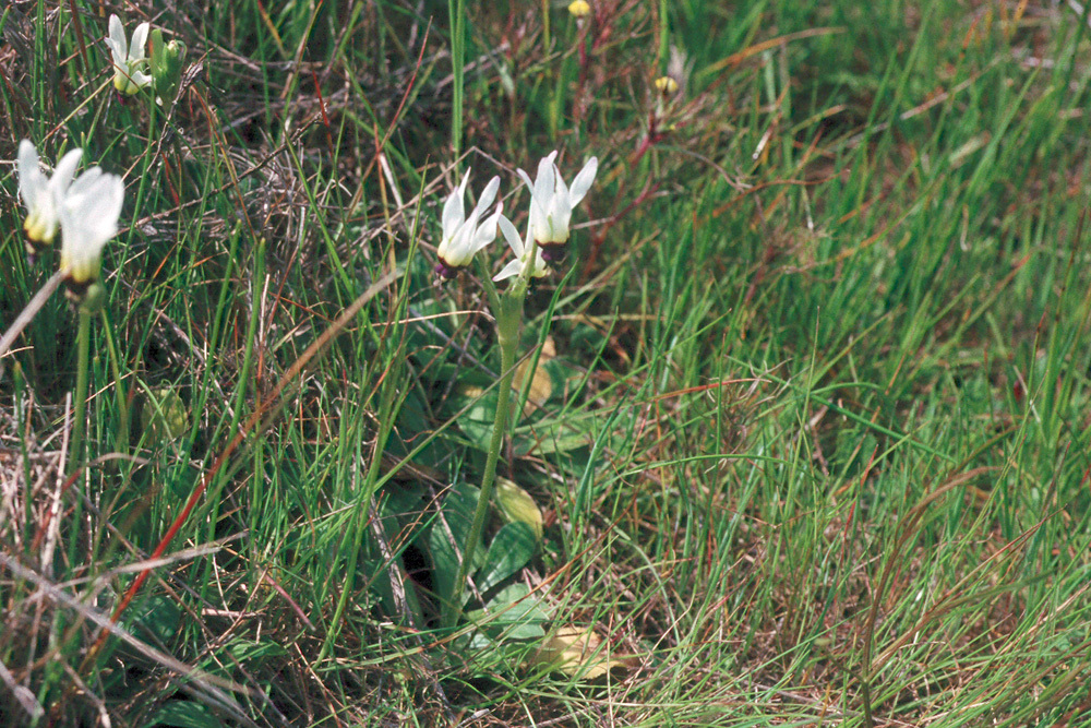 صورة <i>Primula clevelandii</i> var. <i>patula</i>