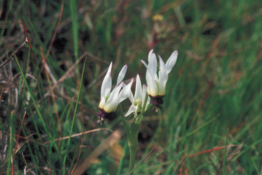 Image of <i>Primula clevelandii</i> var. <i>patula</i>