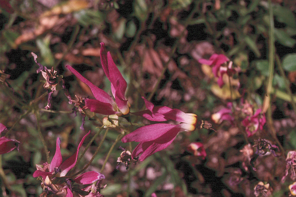 Image of <i>Primula clevelandii</i> var. <i>patula</i>