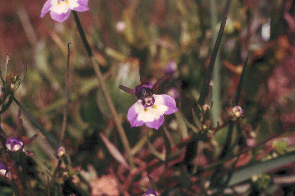 Image of doublehorn calicoflower