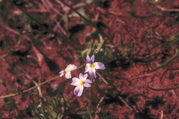 Image of Toothed Calico-Flower