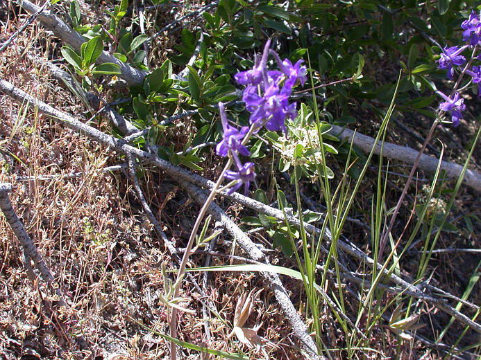 Image of Anderson's larkspur