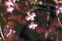 Image of Folded Calico-Flower