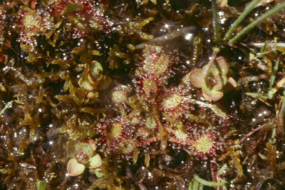 Imagem de Drosera anglica Huds.